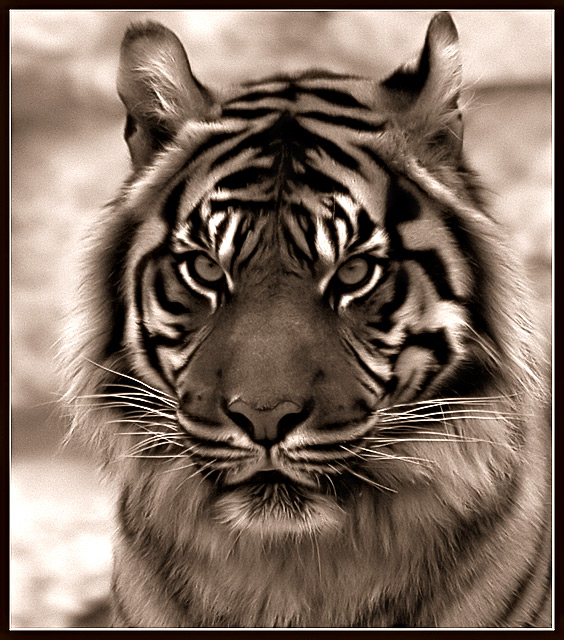Portrait of Regal
