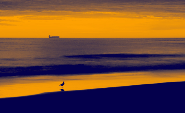 The Early Bird