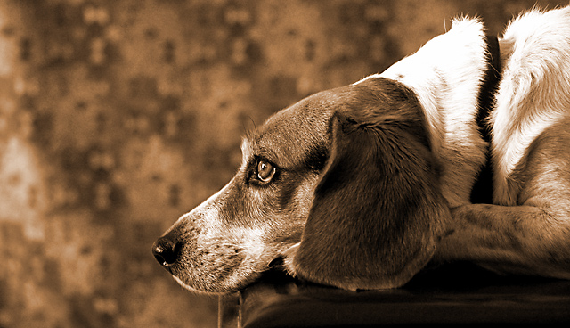 The Dog