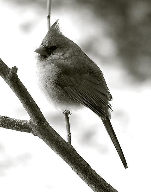 Fluffed