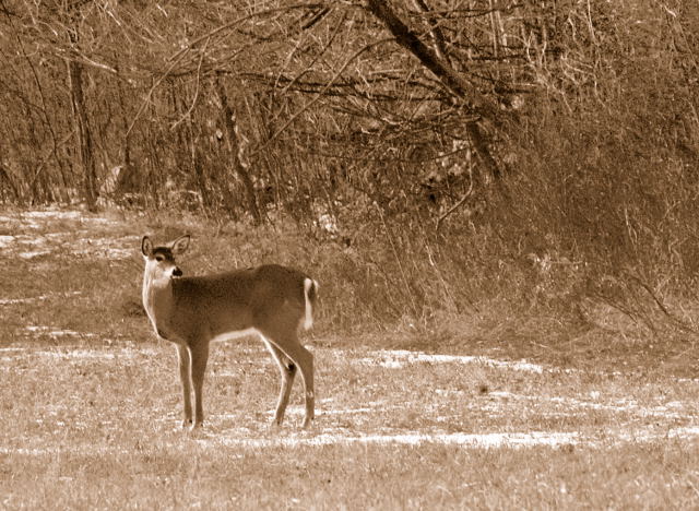 Deer in Field