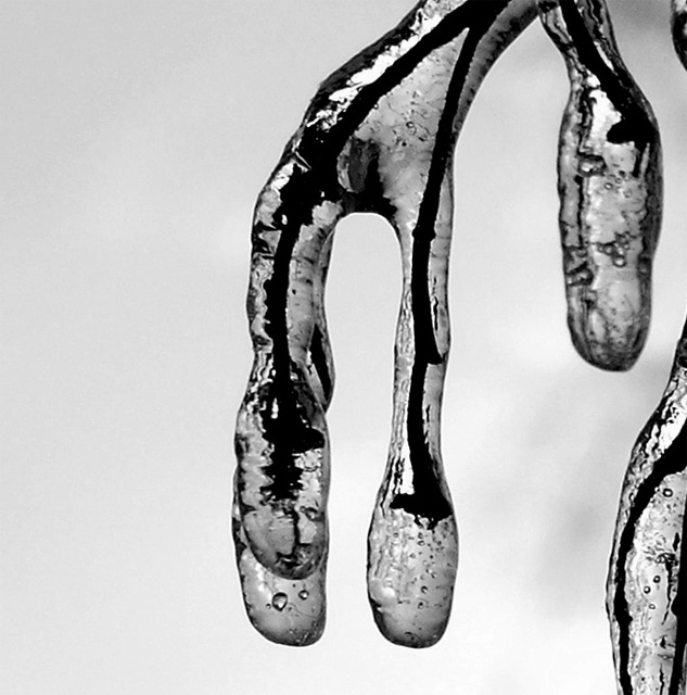 Iced Branch