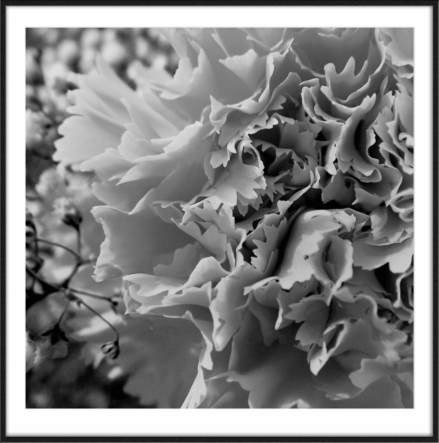 Natures Intricacies in Black and White