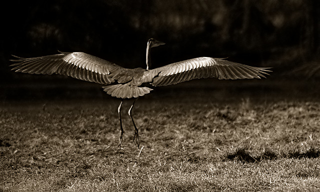 Graceful Landing