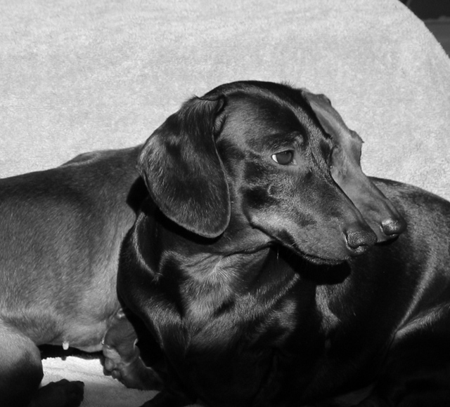 Black and Brown Dogs in Black and White