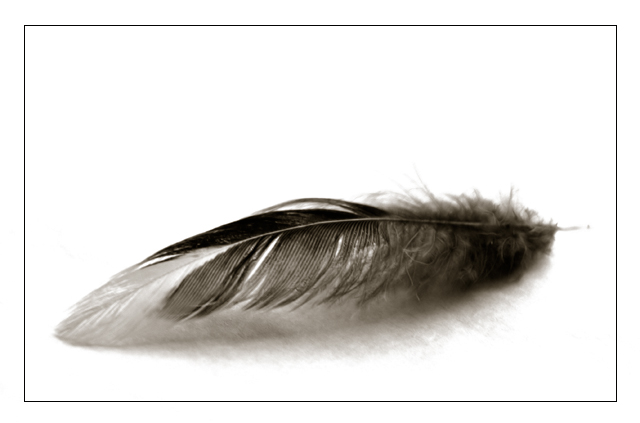 Feather Study