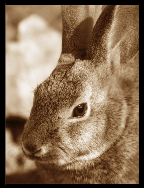 Watchful eye