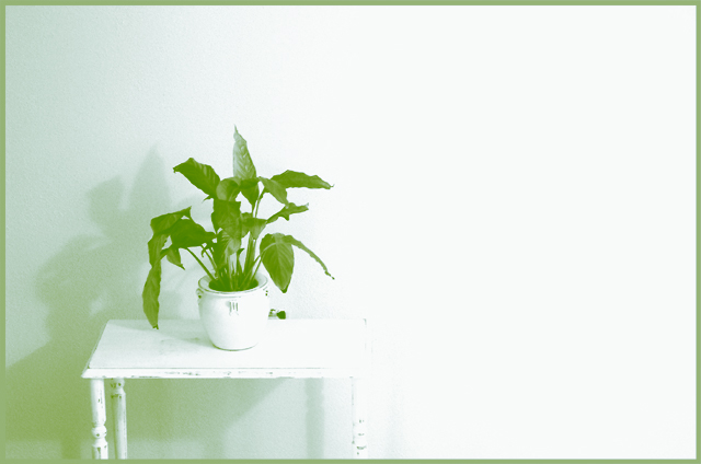 Plant Shadow