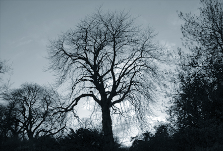 Bare Trees and Bushes