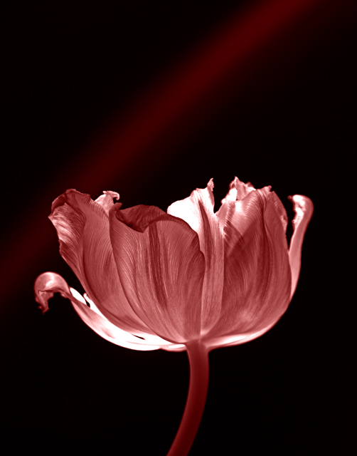 Tulip