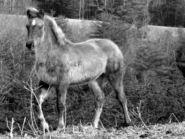 Unbridled Spirit of Kentucky