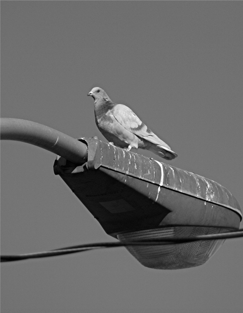 Avian Outhouse