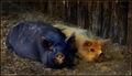 Ebony and Ivory