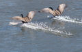 Couple of Skiing Geese, Now thats Odd