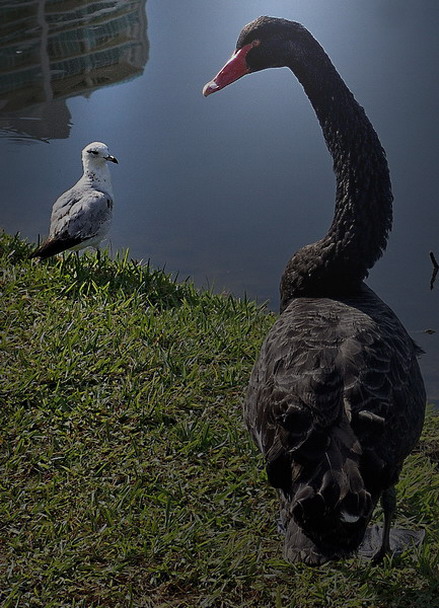 Inter-Aviary Relationship