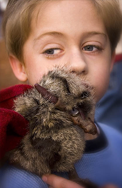 Young master and his Horned Ekaf Bat.