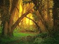Comfort Of Enchantment