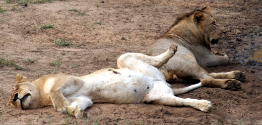 The ultimate in natural comfort....