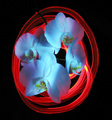 Wild Flower