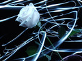Light White