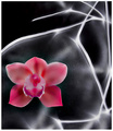 Painting of a Pink Orchid