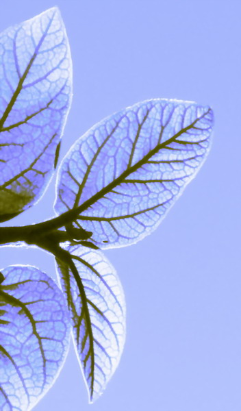 LEAVES IN BLUE