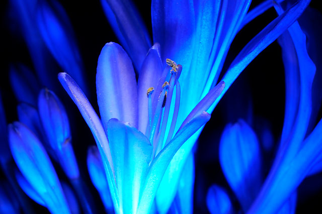 Agapanthus by LED