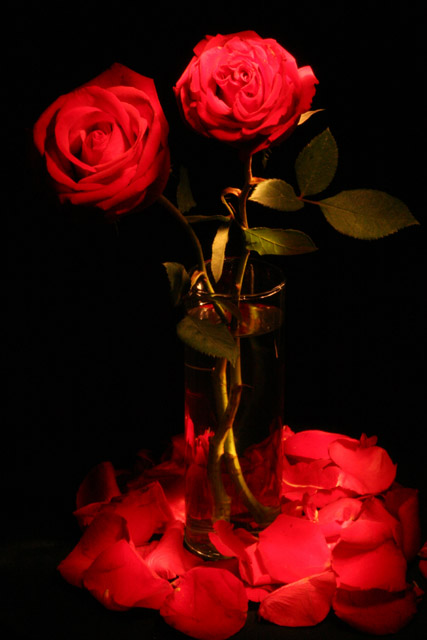 red rose