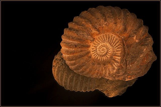 Ammonite Light