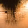 On Golden Pond