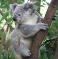 True Aussie - Koala