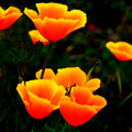 Poppies