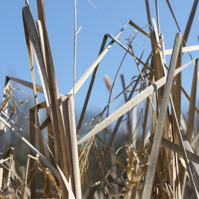 cat tails abstract