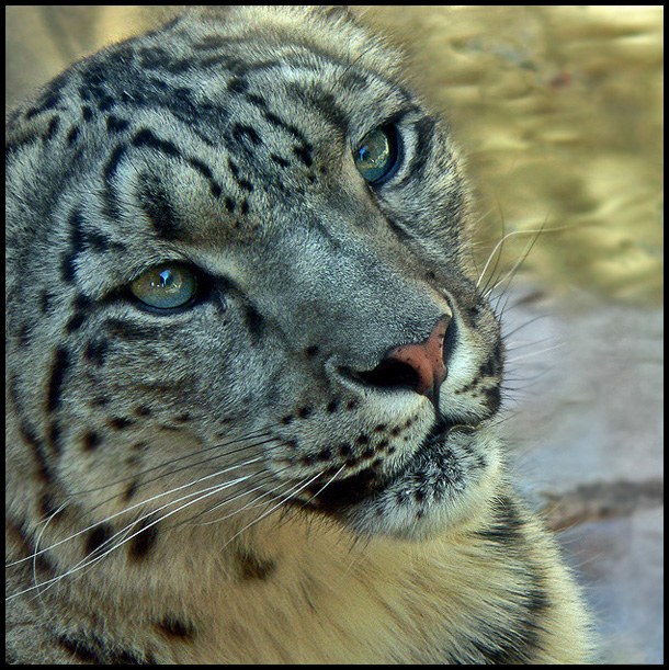 Snow Leopard