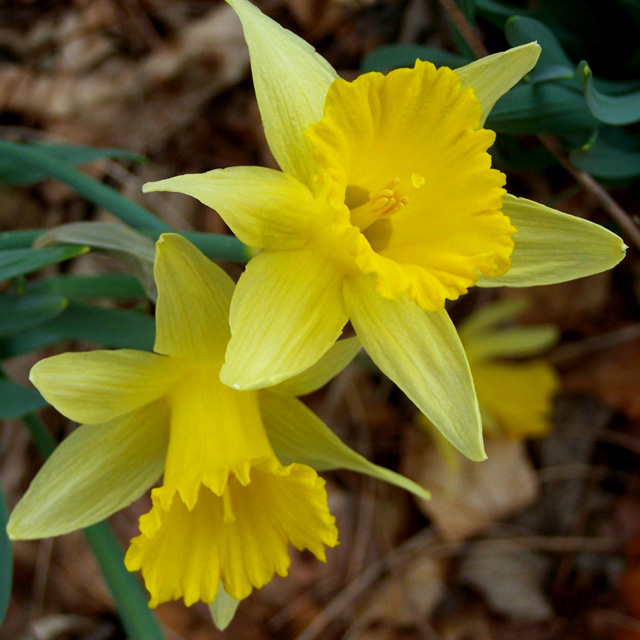 Early Bloom