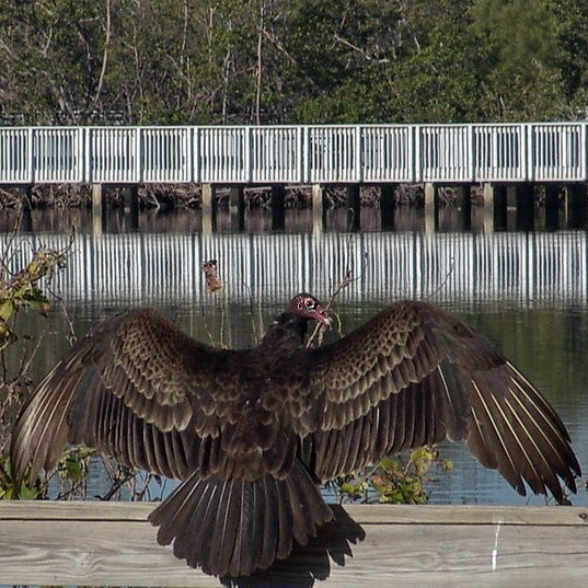 Turkey Buzzard