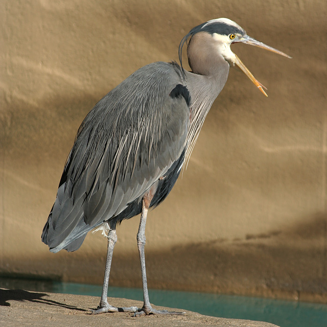 Great Blue Heron