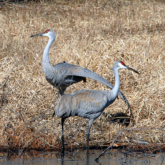 Sandhill Cranes