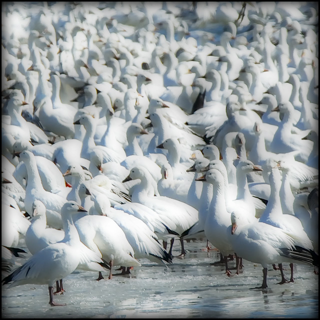 Snow Goose Migration