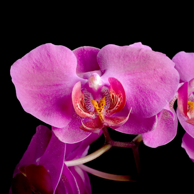 orchid