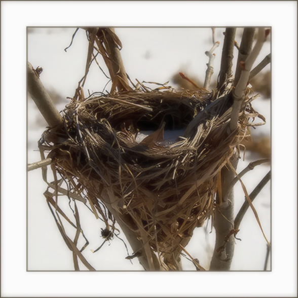 Nest