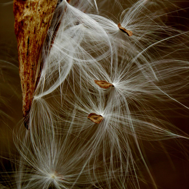 Wind Dancers