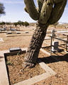Saguaro afterlife