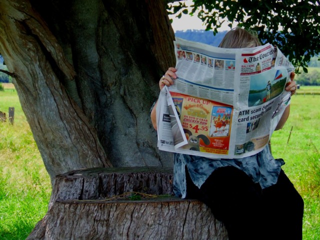 NEWSPAPER AFTERLIFE OF TREE.