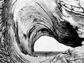Driftwood