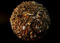 Tons of Seeds