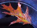 wet leaf