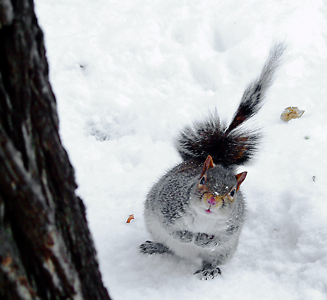 Face-to-Face In the Snow