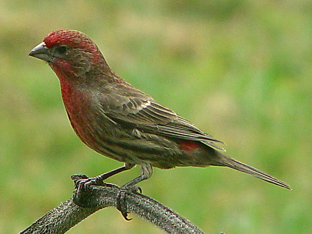 House Finch