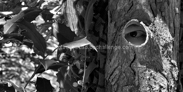 Don't be silly...that tree didn't move.